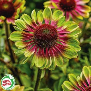 Green Twister Coneflower Thumbnail